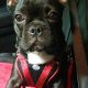 Best American Tourister Dog Car Harness for Safe Travels | My Caring Dog – Tips, Stories, and Care Guides for Loving Pet Owners