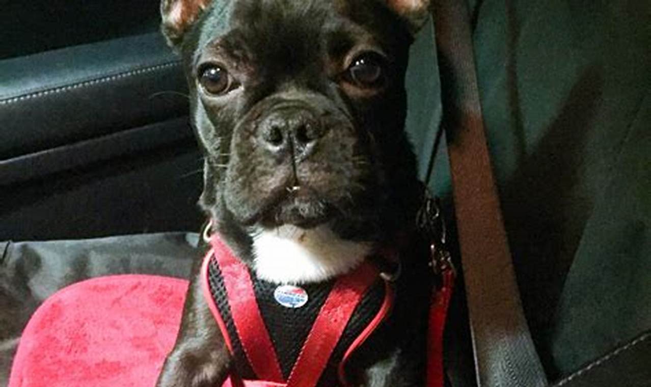 Best American Tourister Dog Car Harness for Safe Travels My Caring Dog – Tips, Stories, and Care Guides for Loving Pet Owners Best American Tourister Dog Car Harness for Safe Travels | My Caring Dog – Tips, Stories, and Care Guides for Loving Pet Owners