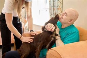 Ultimate Dog Care in Home Guide for Owners | My Caring Dog – Tips, Stories, and Care Guides for Loving Pet Owners