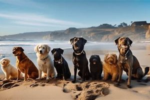 Dogs California My Caring Dog – Tips, Stories, and Care Guides for Loving Pet Owners Dogs California | My Caring Dog – Tips, Stories, and Care Guides for Loving Pet Owners