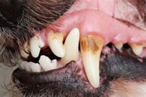 For Your Canine | My Caring Dog – Tips, Stories, and Care Guides for Loving Pet Owners