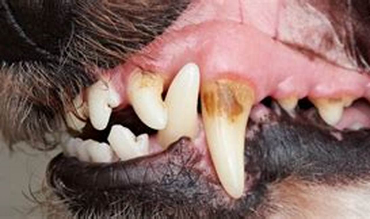 For Your Canine | My Caring Dog – Tips, Stories, and Care Guides for Loving Pet Owners