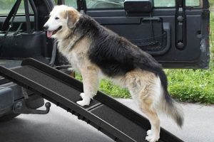 Best Dog Car Ladders & Ramps for Safe Travel My Caring Dog – Tips, Stories, and Care Guides for Loving Pet Owners Best Dog Car Ladders & Ramps for Safe Travel | My Caring Dog – Tips, Stories, and Care Guides for Loving Pet Owners