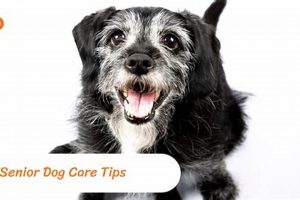 Complete Guide to Elderly Dog Care Tips | My Caring Dog – Tips, Stories, and Care Guides for Loving Pet Owners