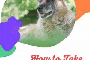 Ultimate Senior Dog Care Guide: Tips & Tricks My Caring Dog – Tips, Stories, and Care Guides for Loving Pet Owners Ultimate Senior Dog Care Guide: Tips & Tricks | My Caring Dog – Tips, Stories, and Care Guides for Loving Pet Owners