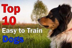 Top 5 Easiest Dogs to Care For & Train My Caring Dog – Tips, Stories, and Care Guides for Loving Pet Owners Top 5 Easiest Dogs to Care For & Train | My Caring Dog – Tips, Stories, and Care Guides for Loving Pet Owners