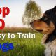 Top 5 Easiest Dogs to Care For & Train | My Caring Dog – Tips, Stories, and Care Guides for Loving Pet Owners