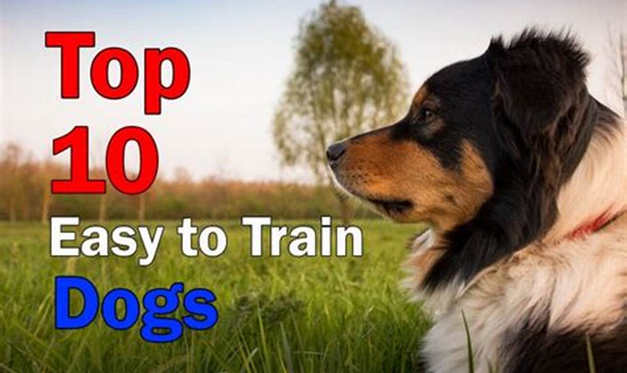 Top 5 Easiest Dogs to Care For & Train | My Caring Dog – Tips, Stories, and Care Guides for Loving Pet Owners