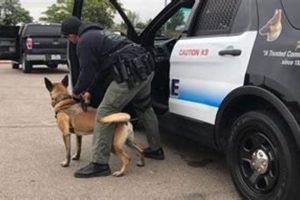 Top Man K9 Units in San Diego: A Guide | My Caring Dog – Tips, Stories, and Care Guides for Loving Pet Owners