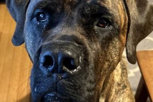 Elite Canine Cadre Training for Car Dogs | My Caring Dog – Tips, Stories, and Care Guides for Loving Pet Owners