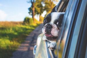 Dog Friendly Car Rentals My Caring Dog – Tips, Stories, and Care Guides for Loving Pet Owners Dog Friendly Car Rentals | My Caring Dog – Tips, Stories, and Care Guides for Loving Pet Owners