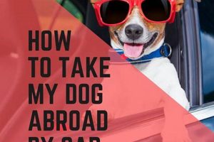 Driving with Dogs to Europe: Guide & Tips | My Caring Dog – Tips, Stories, and Care Guides for Loving Pet Owners