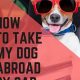 Driving with Dogs to Europe: Guide & Tips | My Caring Dog – Tips, Stories, and Care Guides for Loving Pet Owners
