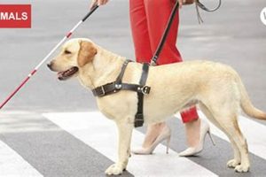 Support Animals for Disabled: Car Dog Companions | My Caring Dog – Tips, Stories, and Care Guides for Loving Pet Owners