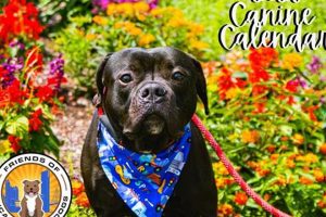 County Canine | My Caring Dog – Tips, Stories, and Care Guides for Loving Pet Owners