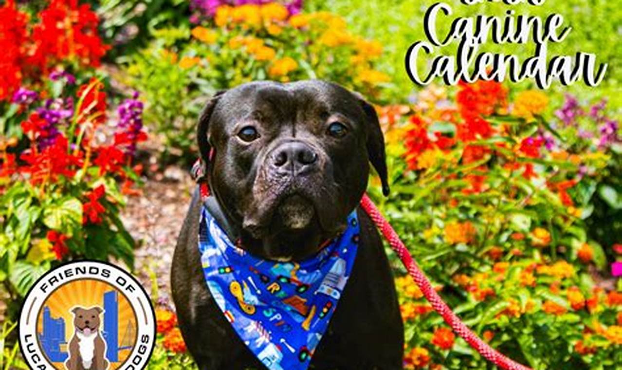 County Canine My Caring Dog – Tips, Stories, and Care Guides for Loving Pet Owners County Canine | My Caring Dog – Tips, Stories, and Care Guides for Loving Pet Owners