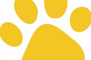 Best Dog Clubs Near Me | Car Dog Adventures | My Caring Dog – Tips, Stories, and Care Guides for Loving Pet Owners