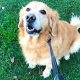 Best Service Dog Training in Boise, ID | My Caring Dog – Tips, Stories, and Care Guides for Loving Pet Owners