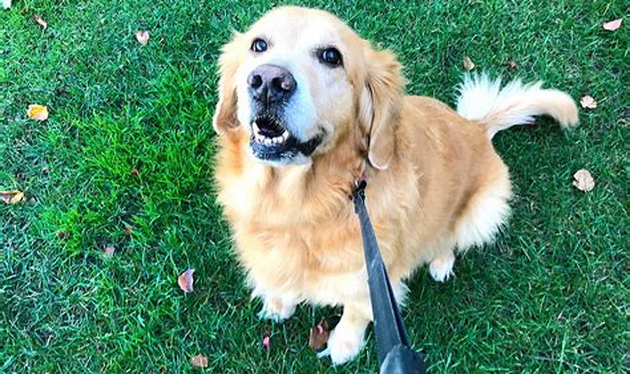 Best Service Dog Training in Boise, ID My Caring Dog – Tips, Stories, and Care Guides for Loving Pet Owners Best Service Dog Training in Boise, ID | My Caring Dog – Tips, Stories, and Care Guides for Loving Pet Owners