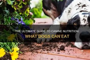 Unearthing History: Can Digs Basics My Caring Dog – Tips, Stories, and Care Guides for Loving Pet Owners Unearthing History: Can Digs Basics | My Caring Dog – Tips, Stories, and Care Guides for Loving Pet Owners