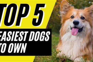 Top 10 Easy Dogs for Beginners to Care For My Caring Dog – Tips, Stories, and Care Guides for Loving Pet Owners Top 10 Easy Dogs for Beginners to Care For | My Caring Dog – Tips, Stories, and Care Guides for Loving Pet Owners