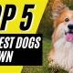 Top 10 Easy Dogs for Beginners to Care For | My Caring Dog – Tips, Stories, and Care Guides for Loving Pet Owners