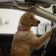 Best Car Commercials: Starring Adorable Dogs | My Caring Dog – Tips, Stories, and Care Guides for Loving Pet Owners