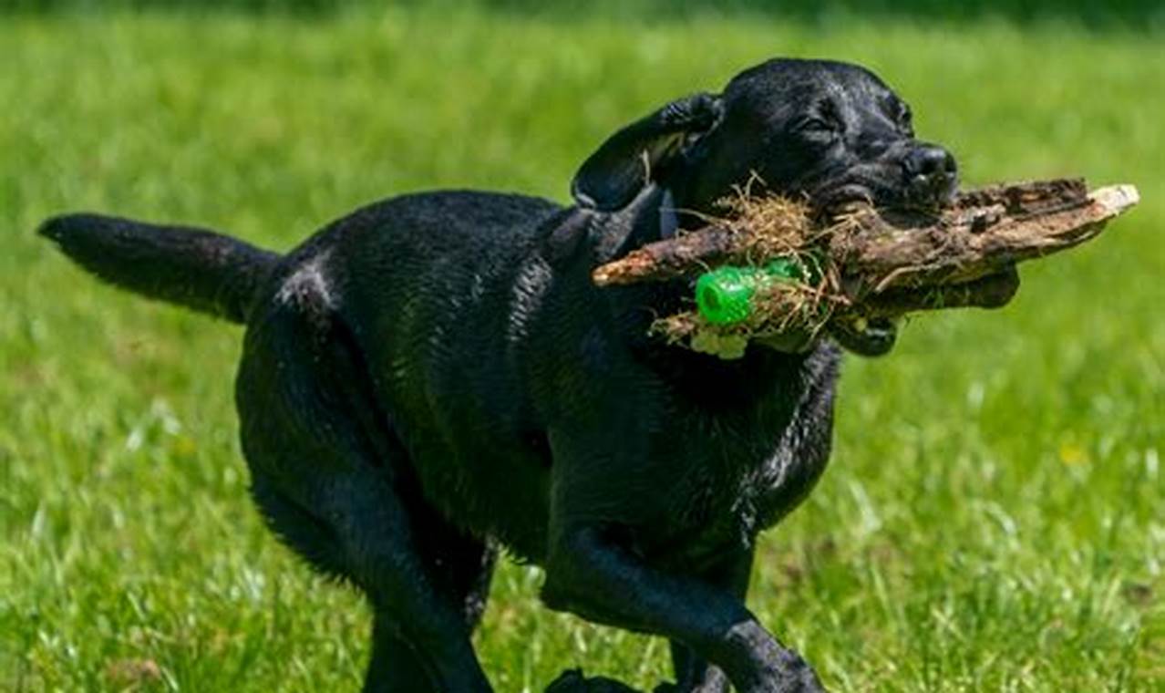 Keep Your Car Dog Free & Happy My Caring Dog – Tips, Stories, and Care Guides for Loving Pet Owners Keep Your Car Dog Free & Happy | My Caring Dog – Tips, Stories, and Care Guides for Loving Pet Owners