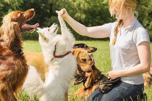 Is Dog Training a Good Career? Find Out Now! | My Caring Dog – Tips, Stories, and Care Guides for Loving Pet Owners