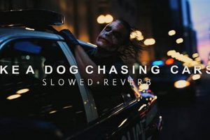 Like A Dog Chasing Cars | My Caring Dog – Tips, Stories, and Care Guides for Loving Pet Owners