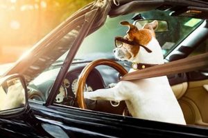 Dog Car Ride My Caring Dog – Tips, Stories, and Care Guides for Loving Pet Owners Dog Car Ride | My Caring Dog – Tips, Stories, and Care Guides for Loving Pet Owners