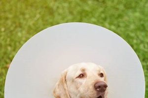 Essential Dog Neutering Aftercare Tips | My Caring Dog – Tips, Stories, and Care Guides for Loving Pet Owners