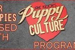 Find Free Puppies in Lafayette, Indiana Today! My Caring Dog – Tips, Stories, and Care Guides for Loving Pet Owners Find Free Puppies in Lafayette, Indiana Today! | My Caring Dog – Tips, Stories, and Care Guides for Loving Pet Owners