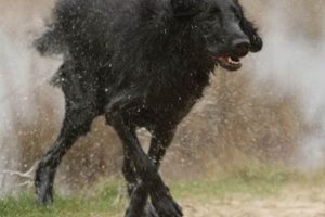 Why Is My Dog Shaking In The Car My Caring Dog – Tips, Stories, and Care Guides for Loving Pet Owners Why Is My Dog Shaking In The Car | My Caring Dog – Tips, Stories, and Care Guides for Loving Pet Owners