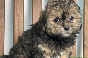 Best P & K Puppies for Car Travel My Caring Dog – Tips, Stories, and Care Guides for Loving Pet Owners Best P & K Puppies for Car Travel | My Caring Dog – Tips, Stories, and Care Guides for Loving Pet Owners