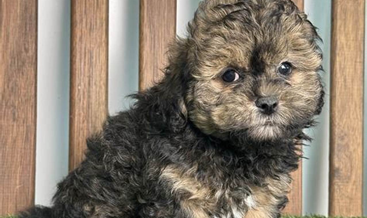 Best P & K Puppies for Car Travel My Caring Dog – Tips, Stories, and Care Guides for Loving Pet Owners Best P & K Puppies for Car Travel | My Caring Dog – Tips, Stories, and Care Guides for Loving Pet Owners