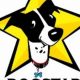 Best Dogstar Dog Running & Pet Care Services | My Caring Dog – Tips, Stories, and Care Guides for Loving Pet Owners