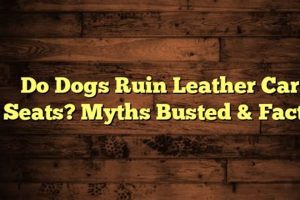 Can Dogs Ruin Leather Car Seats? The Ultimate Guide My Caring Dog – Tips, Stories, and Care Guides for Loving Pet Owners Can Dogs Ruin Leather Car Seats? The Ultimate Guide | My Caring Dog – Tips, Stories, and Care Guides for Loving Pet Owners