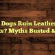 Can Dogs Ruin Leather Car Seats? The Ultimate Guide | My Caring Dog – Tips, Stories, and Care Guides for Loving Pet Owners