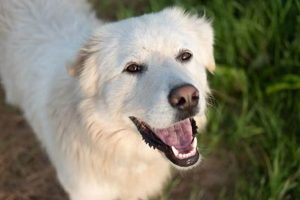 Safe Car Travel: How to Dog 101 | My Caring Dog – Tips, Stories, and Care Guides for Loving Pet Owners