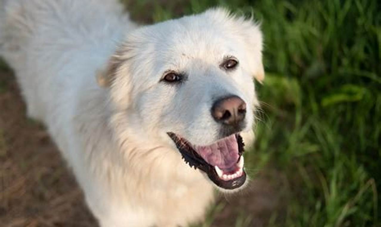 Safe Car Travel: How to Dog 101 My Caring Dog – Tips, Stories, and Care Guides for Loving Pet Owners Safe Car Travel: How to Dog 101 | My Caring Dog – Tips, Stories, and Care Guides for Loving Pet Owners