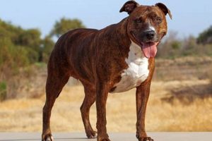 Best Car Accessories for Dogs & Puppies My Caring Dog – Tips, Stories, and Care Guides for Loving Pet Owners Best Car Accessories for Dogs & Puppies | My Caring Dog – Tips, Stories, and Care Guides for Loving Pet Owners