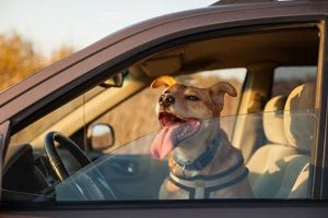 Never Leave Dog in Hot Car, Even With Window Open My Caring Dog – Tips, Stories, and Care Guides for Loving Pet Owners Never Leave Dog in Hot Car, Even With Window Open | My Caring Dog – Tips, Stories, and Care Guides for Loving Pet Owners
