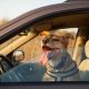 Never Leave Dog in Hot Car, Even With Window Open | My Caring Dog – Tips, Stories, and Care Guides for Loving Pet Owners