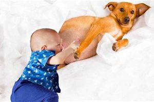 Expert Guide: Nursing Dog Care Tips & Tricks My Caring Dog – Tips, Stories, and Care Guides for Loving Pet Owners Expert Guide: Nursing Dog Care Tips & Tricks | My Caring Dog – Tips, Stories, and Care Guides for Loving Pet Owners