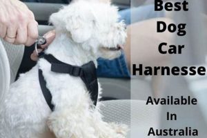 Top Dog Car Harnesses Australia 2023 My Caring Dog – Tips, Stories, and Care Guides for Loving Pet Owners Top Dog Car Harnesses Australia 2023 | My Caring Dog – Tips, Stories, and Care Guides for Loving Pet Owners