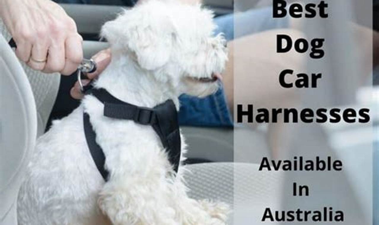 Top Dog Car Harnesses Australia 2023 | My Caring Dog – Tips, Stories, and Care Guides for Loving Pet Owners
