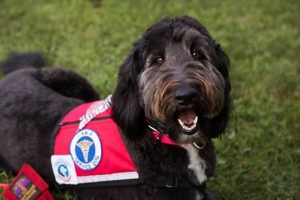 Car Safety & Paws: Independence On the Go | My Caring Dog – Tips, Stories, and Care Guides for Loving Pet Owners