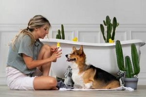 Pet Dog At Home My Caring Dog – Tips, Stories, and Care Guides for Loving Pet Owners Pet Dog At Home | My Caring Dog – Tips, Stories, and Care Guides for Loving Pet Owners