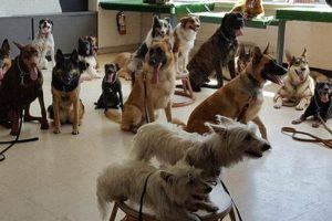 Caninie My Caring Dog – Tips, Stories, and Care Guides for Loving Pet Owners Caninie | My Caring Dog – Tips, Stories, and Care Guides for Loving Pet Owners